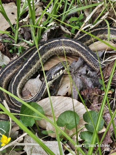 Garter Snake