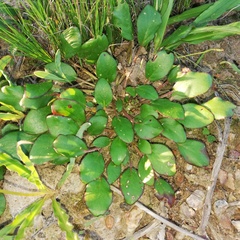 Pelargonium chelidonium
