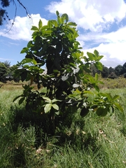 Myrsine pellucidopunctata