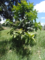 Myrsine pellucidopunctata