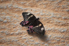 Papilio polytes romulus