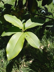 Myrsine pellucidopunctata