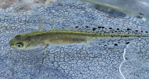 Pygmy Marbled Newt, photo 5 of 10