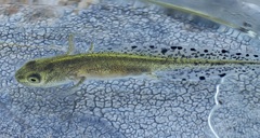 Southern Marbled Newt photo 5