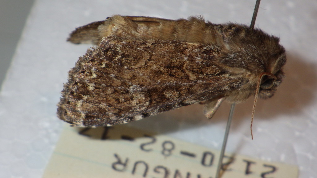 Apamea maillardi