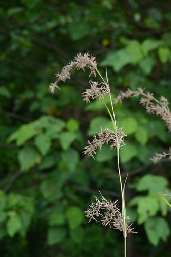 Cymbopogon flexuosus, photograph 2