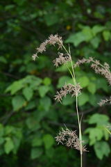 Cymbopogon flexuosus, photograph (c) Manoj Karingamadathil, some rights reserved (CC BY-SA)