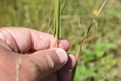 Elymus diversiglumis