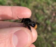 Criorhina ranunculi