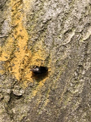 Criorhina ranunculi