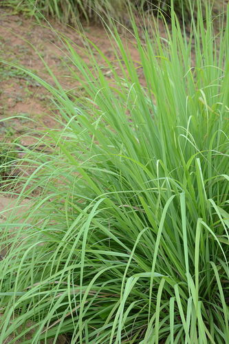 Cymbopogon flexuosus, photograph 3