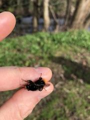 Criorhina ranunculi