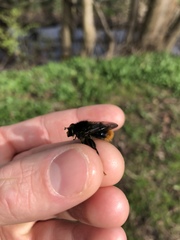 Criorhina ranunculi