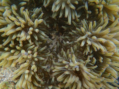 Heteractis crispa
