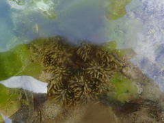 Heteractis crispa