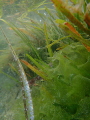 Syngnathidae