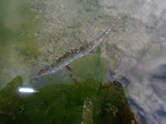 Syngnathidae
