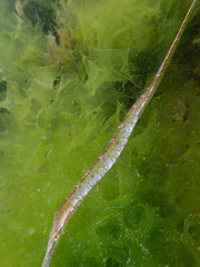 Syngnathidae