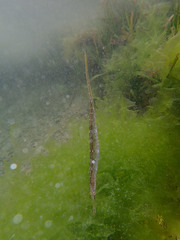 Syngnathidae