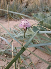 Centaurea odessana