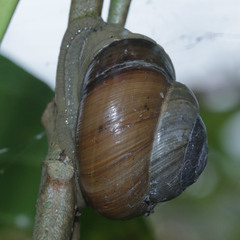Asperitas sparsa