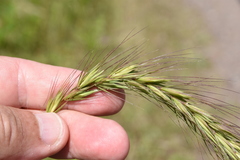 Elymus diversiglumis
