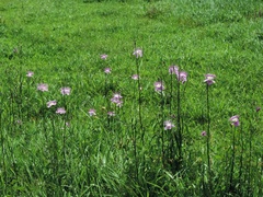 Cleome angulata