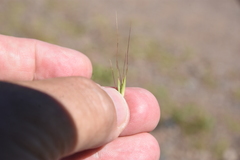 Elymus diversiglumis