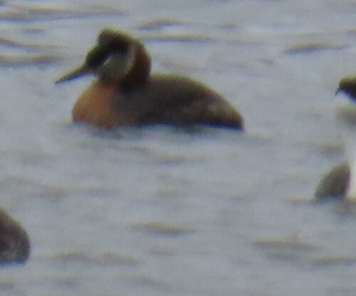 iNaturalist observation 2025-04-21