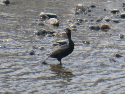 iNaturalist observation 2025-04-21