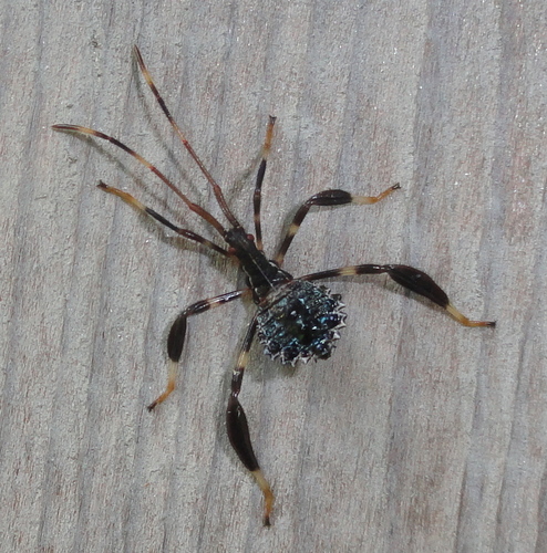 Acanthocephala terminalis, photo 3 of 8