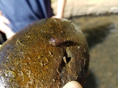 Juga plicifera
