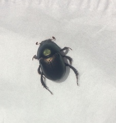 Geotrupes splendidus