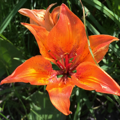 Lilium bulbiferum