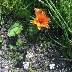 Lilium bulbiferum