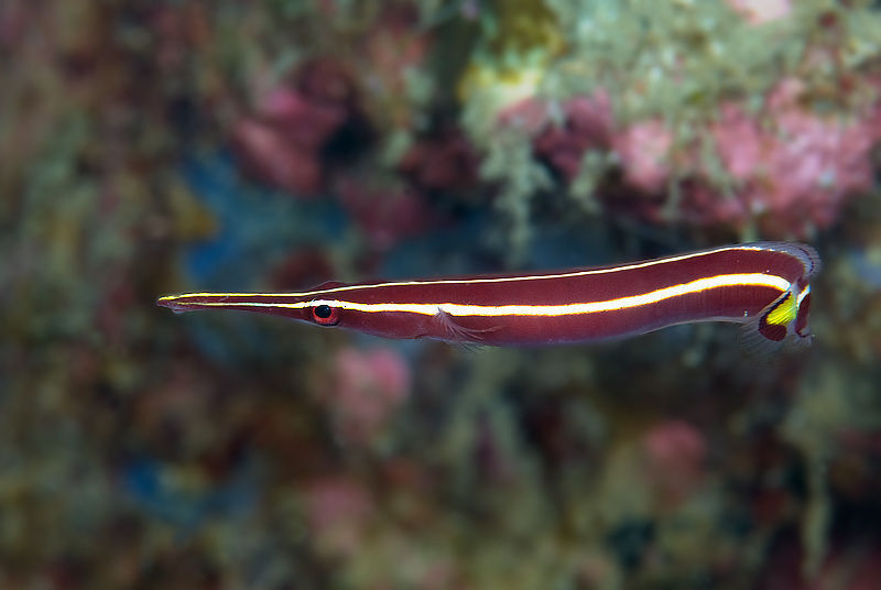 Urchin Clingfish