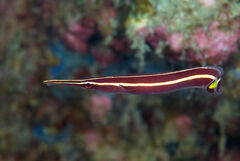 Urchin Clingfish photo 1