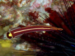 Urchin Clingfish photo 2