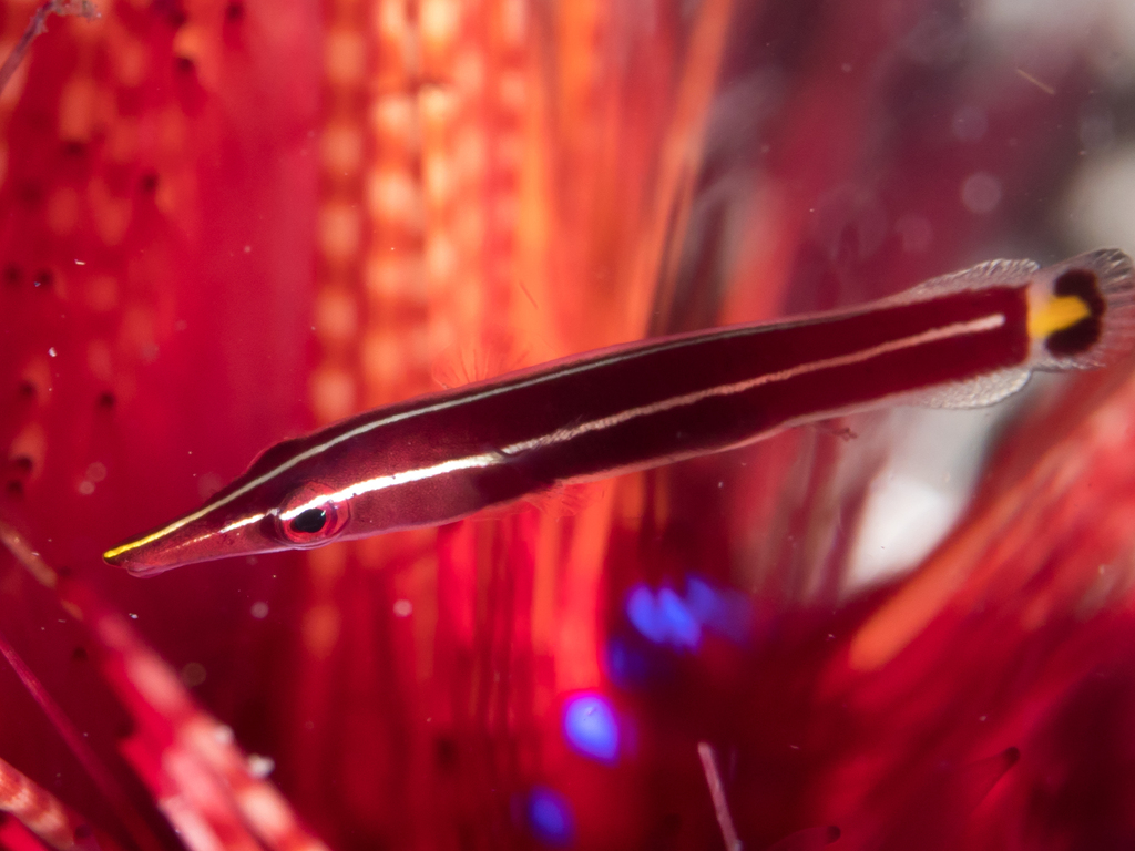 Long-snout Clingfish