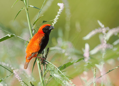 Zanzibar Red Bishop photo 4