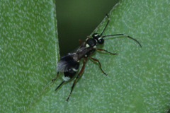 Goryphina