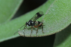 Goryphina