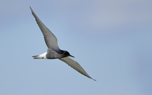Black Tern (Chlidonias niger)