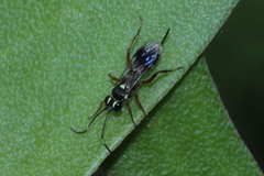 Goryphina