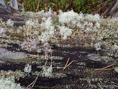 Cladonia botrytes