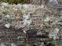 Cladonia botrytes