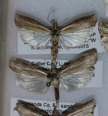 Fissicrambus profanellus