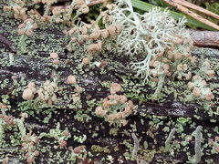 Cladonia botrytes