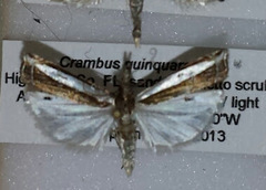 Crambus quinquareatus