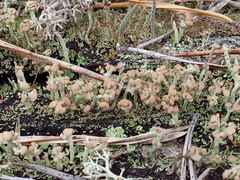 Cladonia botrytes